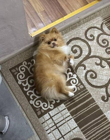 Gəmiricilər: Şpitz — 6