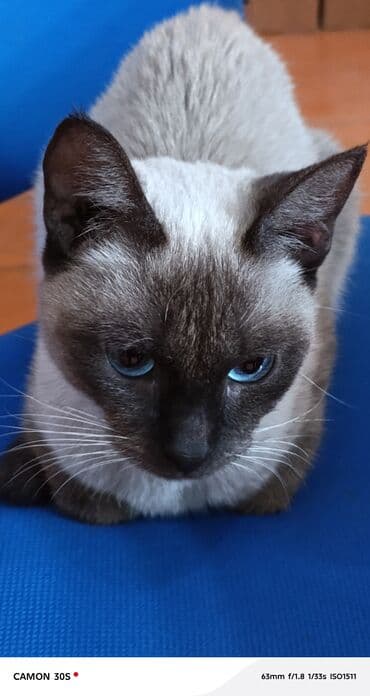 hələb keçiləri: Siam — 3