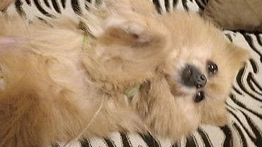 it alışı: Şpitz — 1