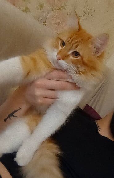 Heyvanlar üçün mallar: Erkək — 5