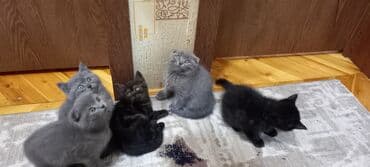 pişik cüt: Britan, Erkək, Dişi, Ünvandan götürmə — 2