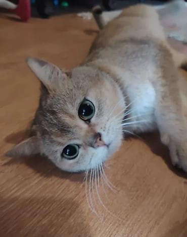 cütləş: Qızıl şinşilla, Erkək, Cütləşmə üçün — 2