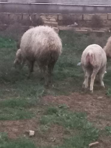 diri qoyun satisi: Salam heyavanlar satılır 3dənə balalı 1dənə tək 2si birinci qarın 2si — 4