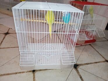 geref quşu: Cüt quşlar satılır qəfəslərlə bir yerdə ucuz qiymətə valnistiy — 10