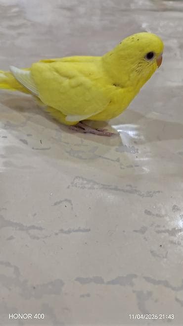 popugay: Tutuquşu ələ öyrətmək üçün balalardir.Sari quş qirmizigöz — 2