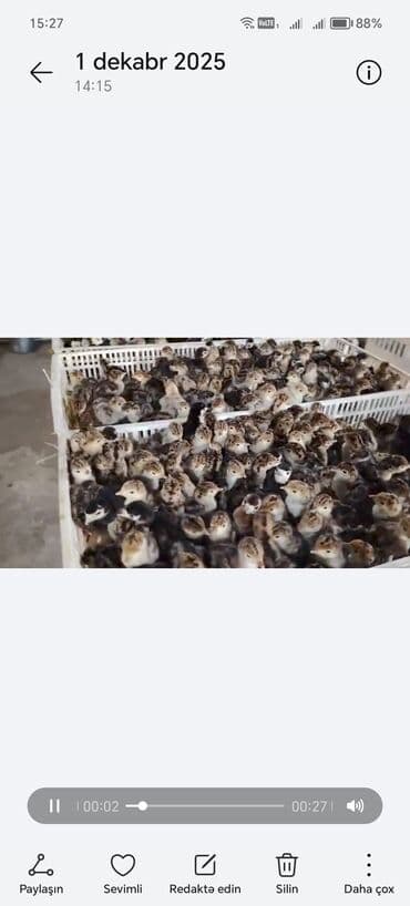 Akvariumlar: 1 Günlük Amerika Bronz balası Sifarişlərimiz Qəbul olunur Bütün Afda — 1