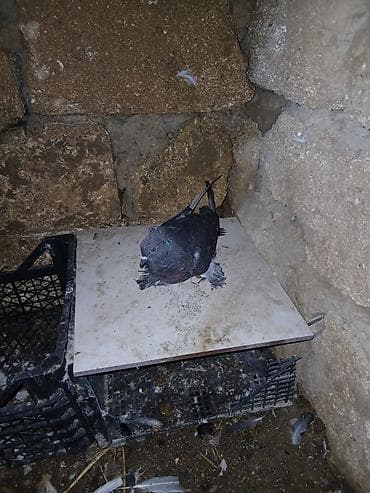 iran goyercin: Qara goy lələyli kekili maya zır oynaqdı isdeyen şexsiye yazsın‼️ — 3