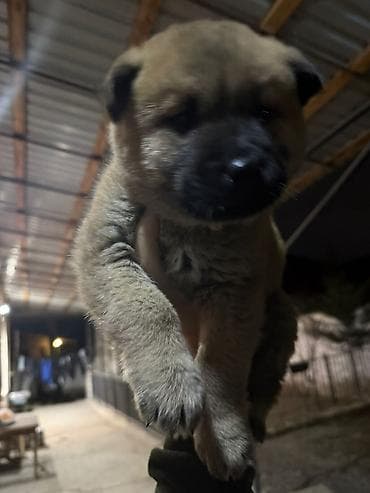 ov tiri satilir: Akita-inu, 2 ay, Peyvəndli, Ödənişli çatdırılma — 3