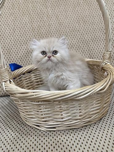 van pisik: Fars, Erkək, Ünvandan götürmə, Ödənişli çatdırılma, Rayonlara çatdırılma — 5