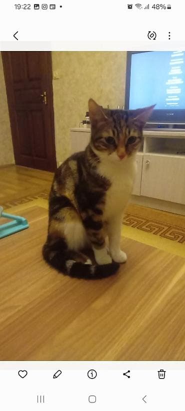 dişi quzu: Benqal, Dişi — 2