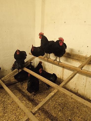 zil qara afcarka: Qara tüklü toyuq və xoruzlar – yumurta və ət istiqamətli yerli sürü — 4