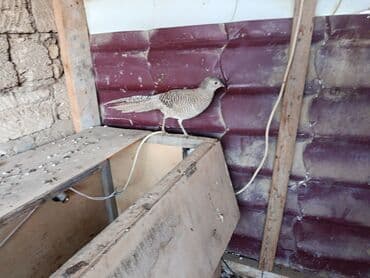 dovşan satişi: 1 ədəd limonu qirqovul satılır 10 aylıqdı tam sağlamdır — 1