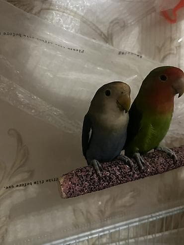 popugay satisi: Məhsul: Sevimli papuqay cütlüyü – Agapornis (Lovebird) Təsvir: -bir — 1