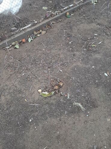 leylandra ağacı: İydə və innab tingləri .Ünvan Bilgəh.Razılaşma yolu ilə.Ağacların — 3