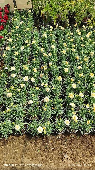 xrustal guldanlar: Qırmızı və krem rəngli qərənfil (Dianthus) saksı bitkiləri - Rənglər — 3