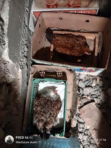qus nömreleri: Toyuq, Yumurtalıq, Ünvandan götürmə, Pulsuz çatdırılma, Ödənişli çatdırılma — 4
