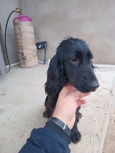 Koker spaniyel lalafo.az -da Koker spaniyel