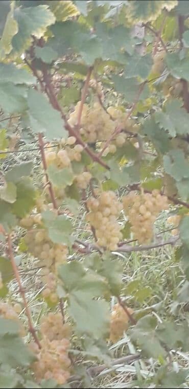 Çəngəllər: Üzüm bağı – ağ şərablıq/şirəlik sort Qazax Rayonu Hüseyinbəyli kəndi — 6