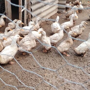 ördək bala: Ağ lələkli təsərrüfat ördəkləri - Növ: ev təsərrüfatı üçün ətlər və — 6