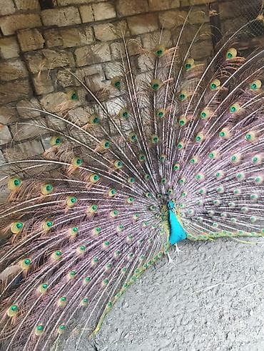 qaşqaldaq quşu: Məhsul: Hind tovusu (taclı tovuz quşu), erkək dişi cüt satılır — 8