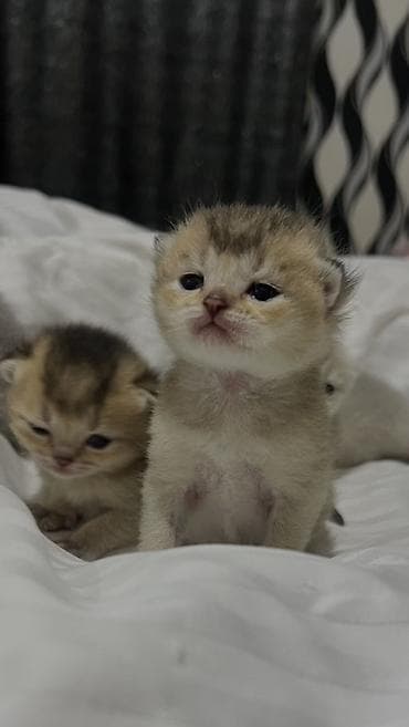 Pişiklər: Britan — 1