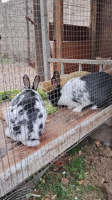 cane corso yavru: Ağ-qara rəngli dovşanlar - Naxışlı tüklər, uzun qulaqlar - Şəbəkəli — 1