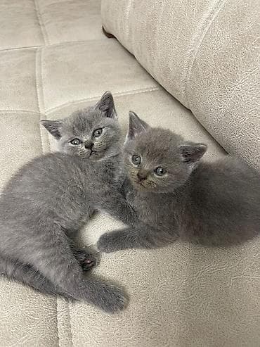 Gözəl boz tüklü balaca pişik balaları - Cins: qısa tüklü, bərk və sıx