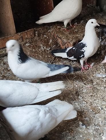 İtlər: Salam Aleykum çep maya tutulmadi dikelib oynuyan qusdu maya 25m — 3