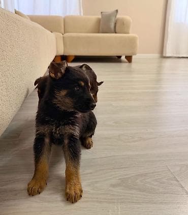 serrap dermani ne ucundur: Alman çoban iti, Peyvəndli — 9