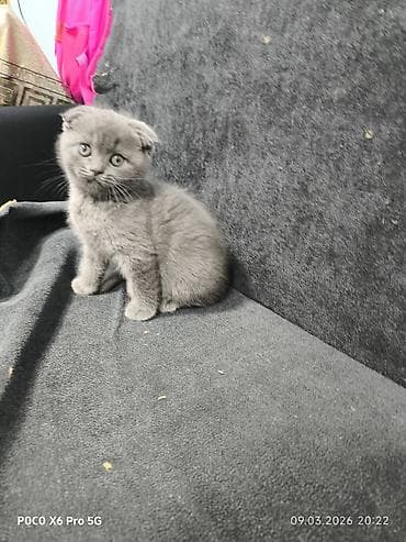 siyam pisik: Şotland yastı qulaq — 1