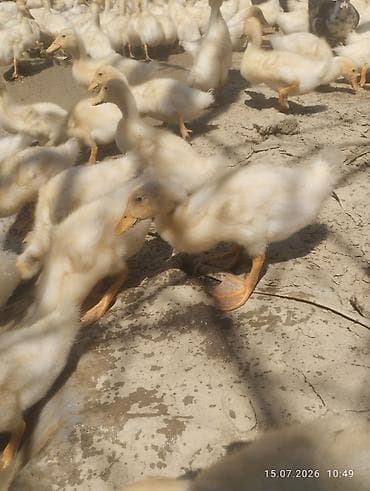 simmental cinsi: Ağ rəngli ördək balaları - Növ: yerli ağ ördək balaları (pekin tipinə — 2