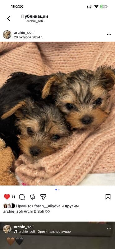 siçan balası: Yorkşir teryer, 2 ay, Erkek — 4