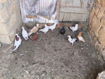 qaz və ordək: Məhsul: müxtəlif rəngli ev göyərçinləri 10 denedi 150m — 1