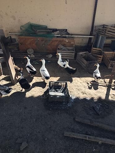 sevimli pisik sekilleri: Satılır: ördəklər - Növ: yerli əkinçi təsərrüfatı ördəkləri (ağ-qara — 3