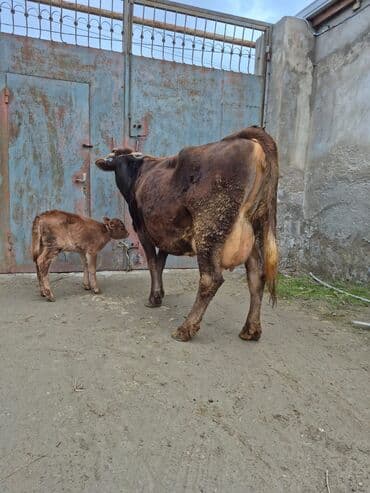 inək cinsləri: 5 gündü doğub 13 litir bulama verir 4 qarına doğub balası dişdi — 2
