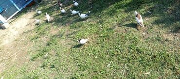 heyvanlara verilen xususi adlar: Ev göyərçinləri – dekorativ və boynu zərli uçuş üçün - Növ: ev — 2