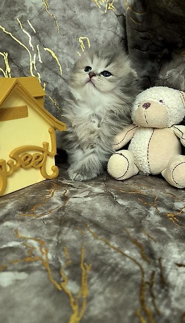 британская шиншилла: Шиншилла — 3