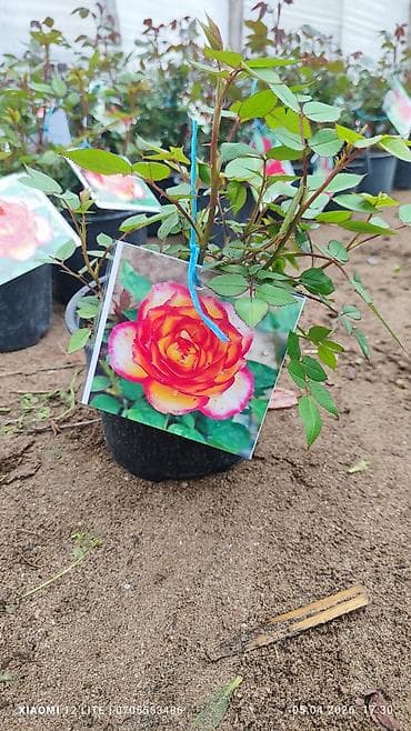 defter uzu numuneleri: Mini Roza qız güllər 5 rəng var ünvan Bakı şəhəri Nardaran qəsəbəsi — 2