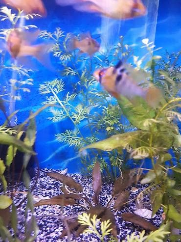 akvarium baliqlari satisi: Sülhsevər — 2