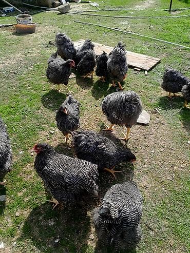 Akvariumlar: Toyuq, Damazlıq — 3