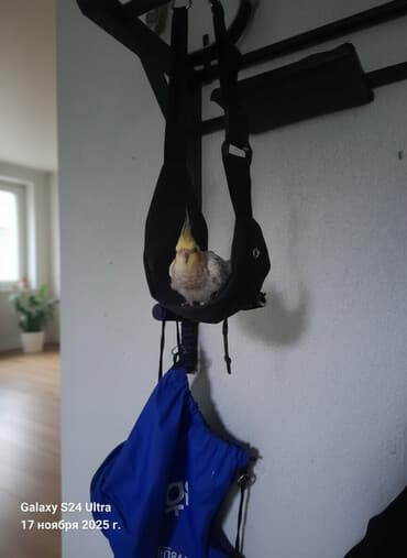 ev pişiyi növləri: Korella 6 aylıq erkəydi — 1