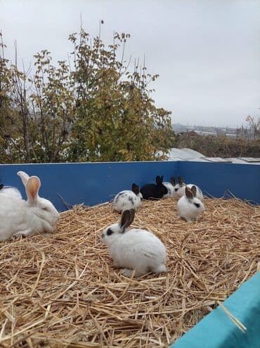 Грызуны: Məhsul: Dekorativ ev dovşanları (bir neçə rəng və naxışda) Təsvir: - — 5