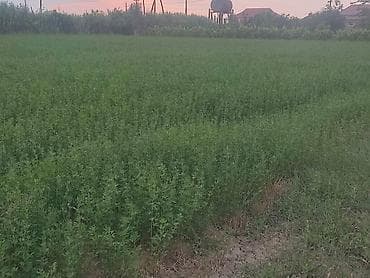 agac satisi baki: Salam, yoldaşlar təmizlənmiş yonca toxumu satılır. Qiyməti 4.5 manat — 8