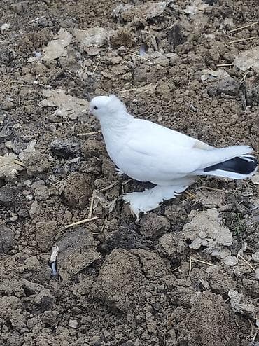 Pişiklər: Ağ rəngli bəzək göyərçini – tüklü pəncəli, başında yüngül çalmalı — 2