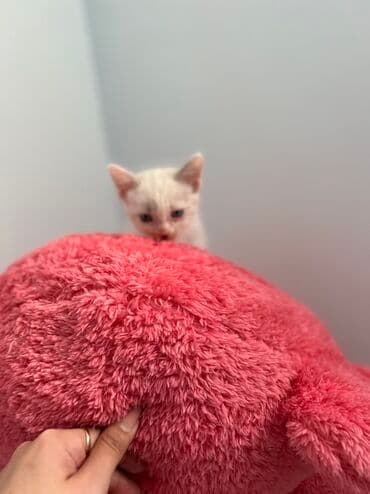 отдать котят в хорошие руки: В добрые руки — 3