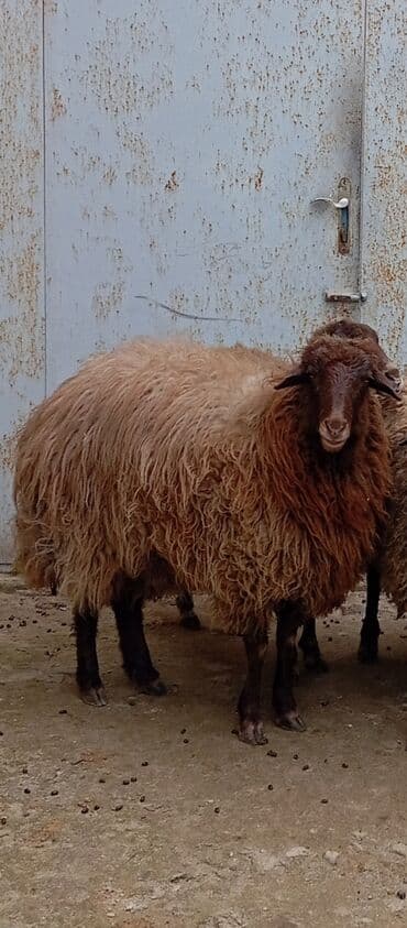Dana, buzov: Salam ünvan Bakıin maştağa kendi obşi 6 baş heyvanlar 5 baş boğaz — 5