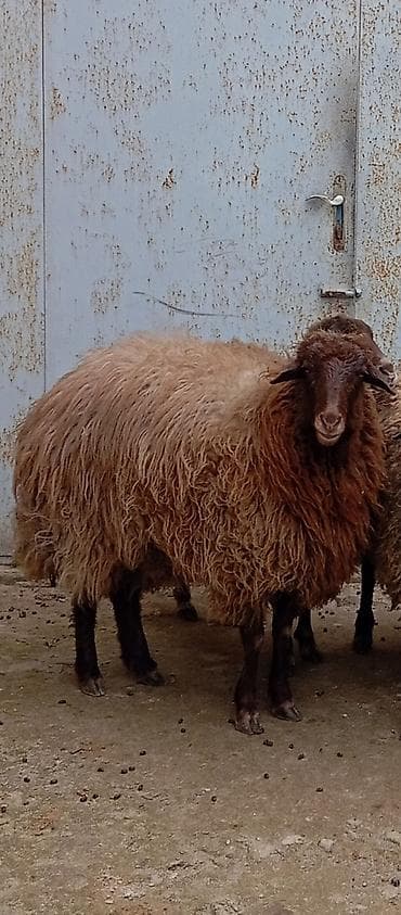 Salam ünvan Bakıin maştağa kendi 1 baş şişey boğaz qoyun doğsa