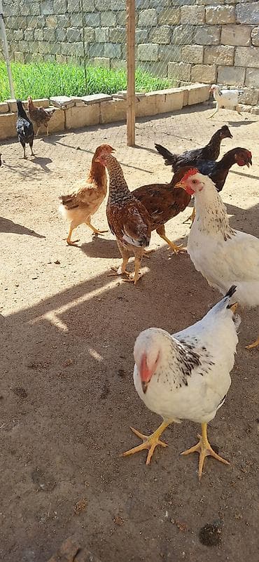 dağ toyuğu: Məhlə şəraitində saxlanılan müxtəlif cins ev toyuqları satılır — 3