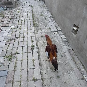 quzu satisi: Aseel tipli xoruz : satılır 3 yaşı var qara fərə ilə cütdü damazlıqa — 2
