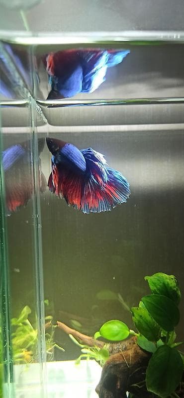 akvar: Betta (Petuşok balığı) — 2